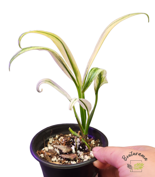 Epipremnum Amplissium Silver Stripe Variegata