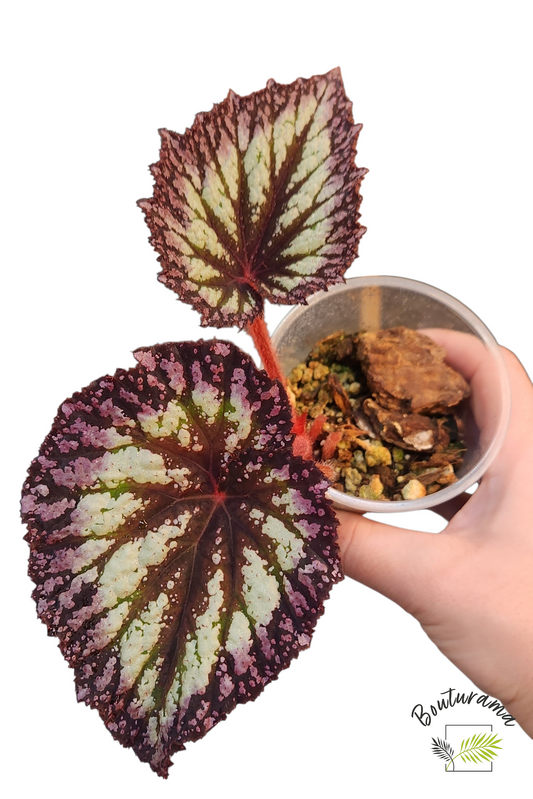 Begonia Rex "Fireworks"