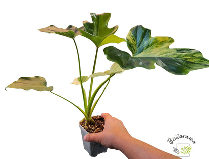 Philodendron Williamsii Variegated