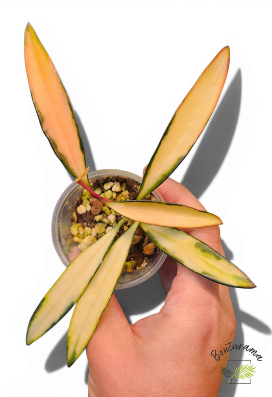 Hoya Kentiana Variegata