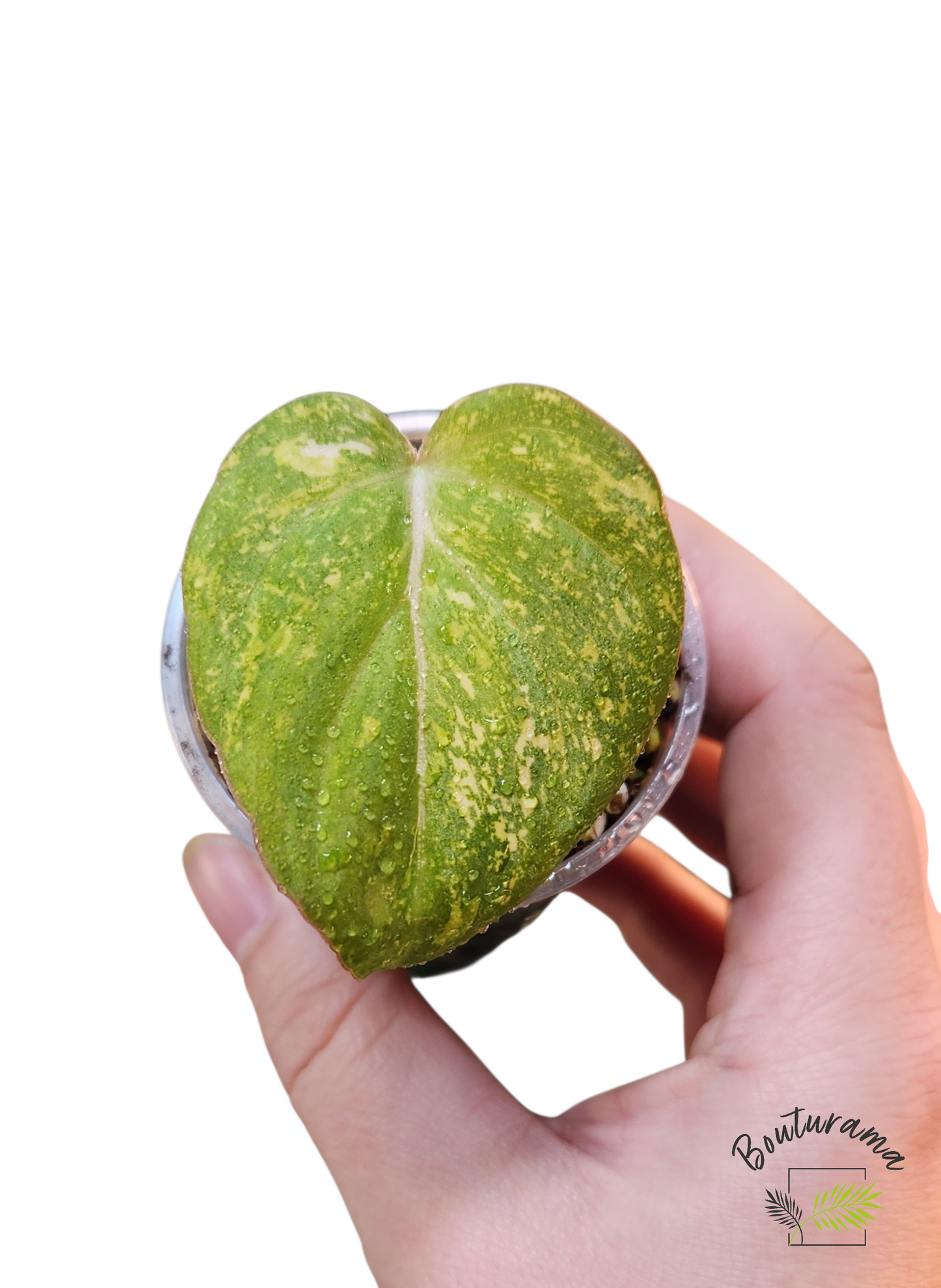 Philodendron Gloriosum Variegata