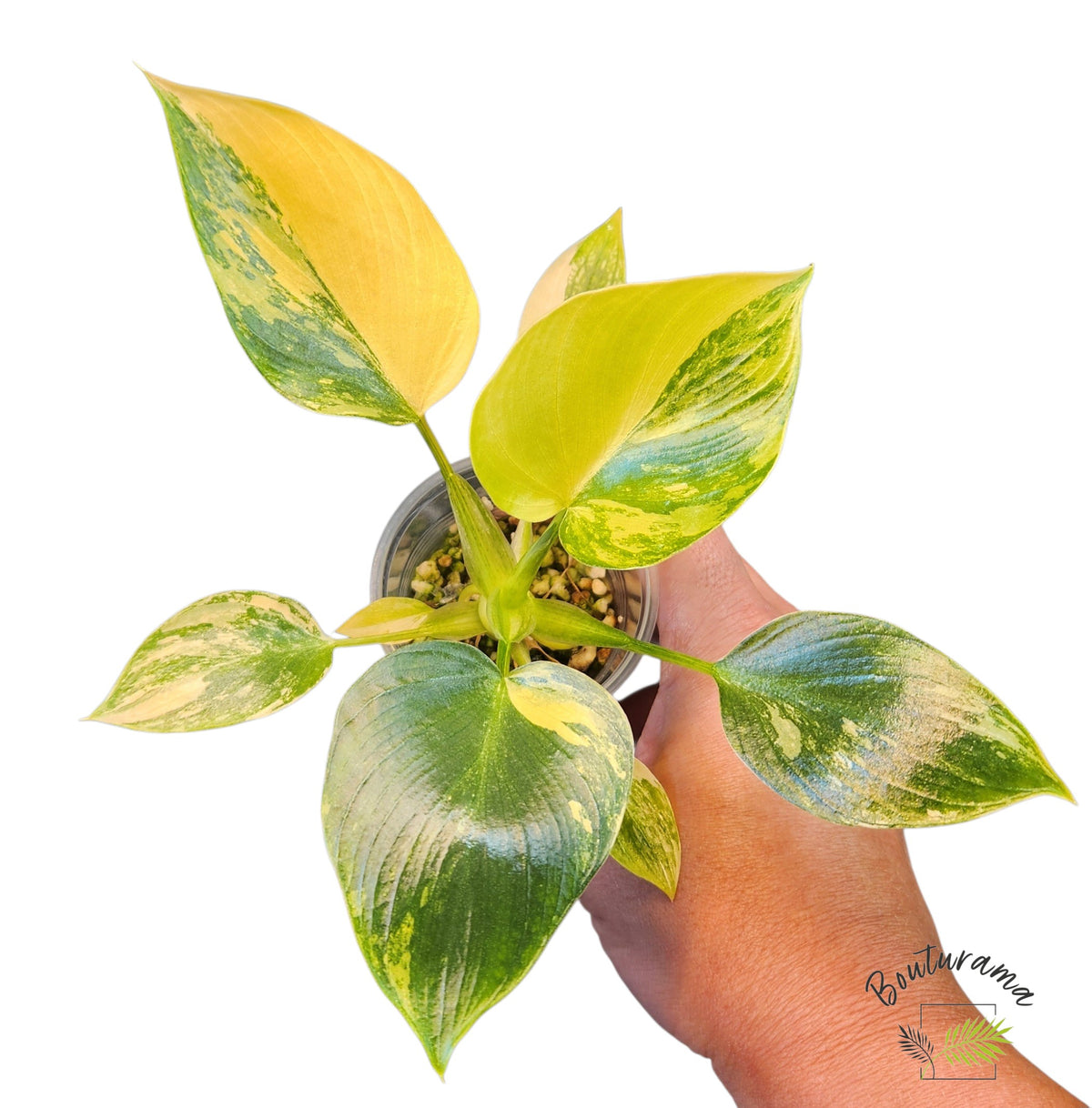 Philodendron Warscewiczii Variegata