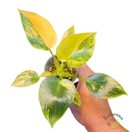 Philodendron Warscewiczii Variegata