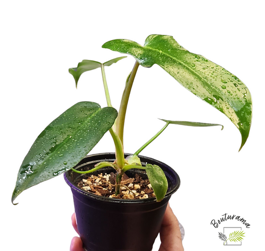 Philodendron Golden Dragon- Possible Revert