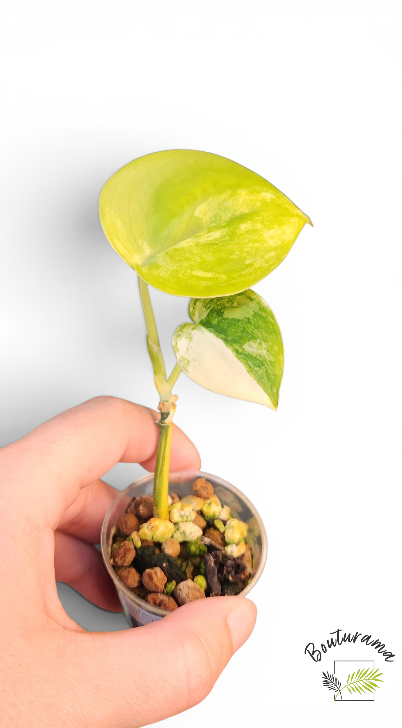 Scindapsus Jade Satin Variegata
