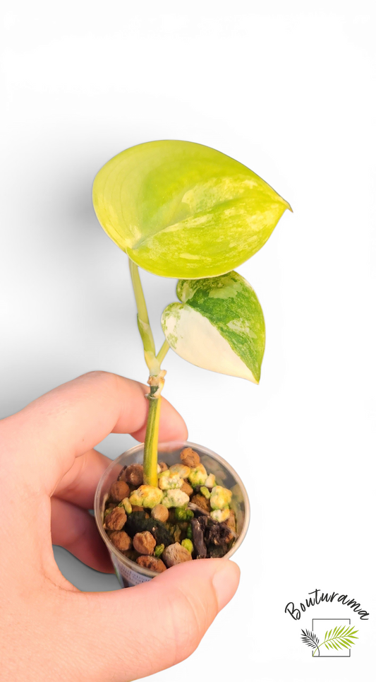 Scindapsus Jade Satin Variegata