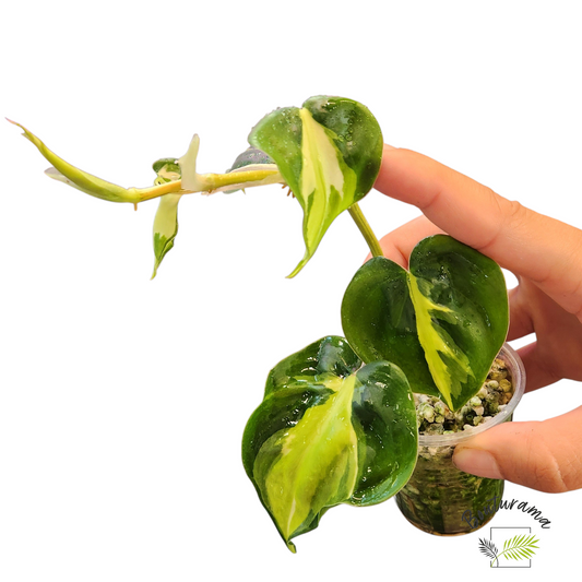 Philodendron Cream Splash