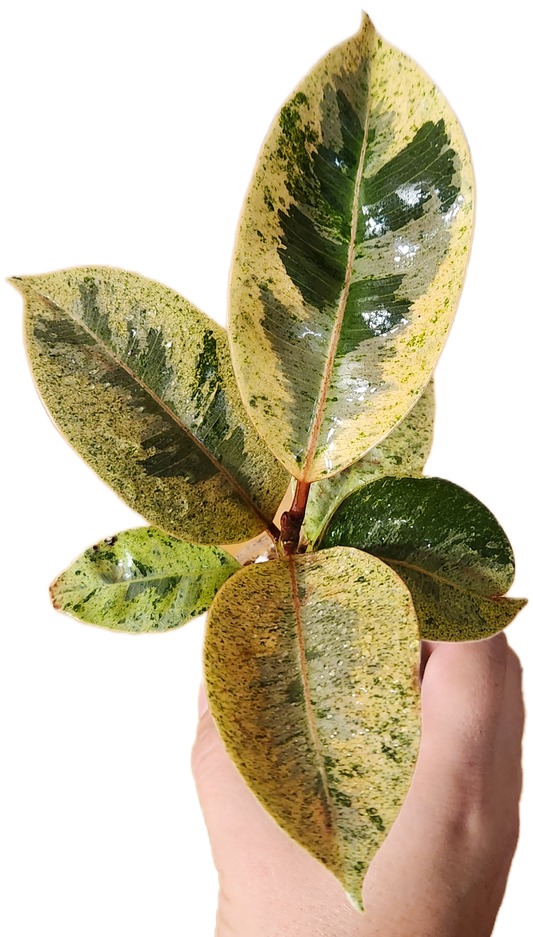 Ficus Shivereana