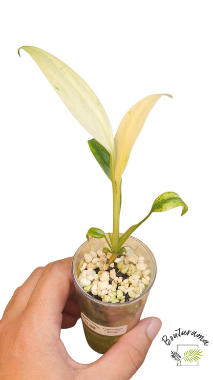 Epipremnum Giganteum Marble (tc)