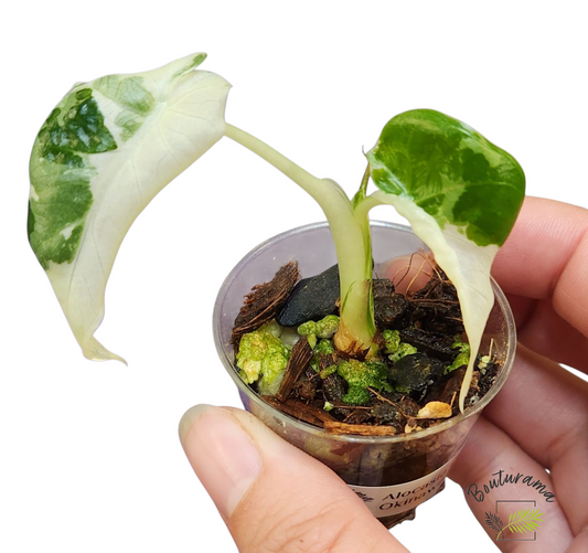Alocasia Okinawa Silver