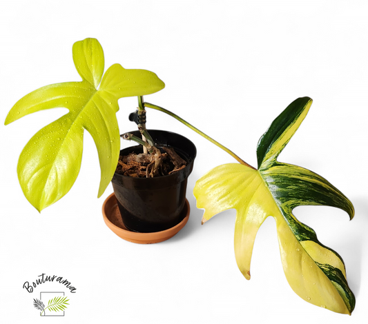 Philodendron Florida Beauty