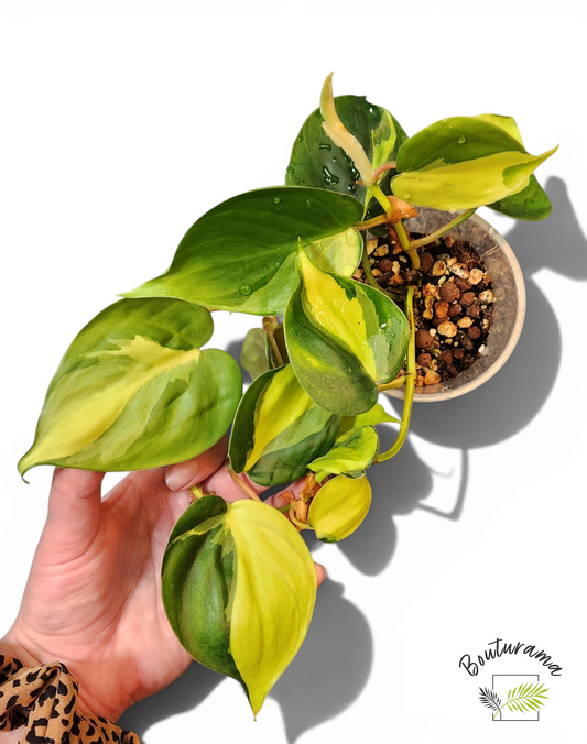 Philodendron Brasil