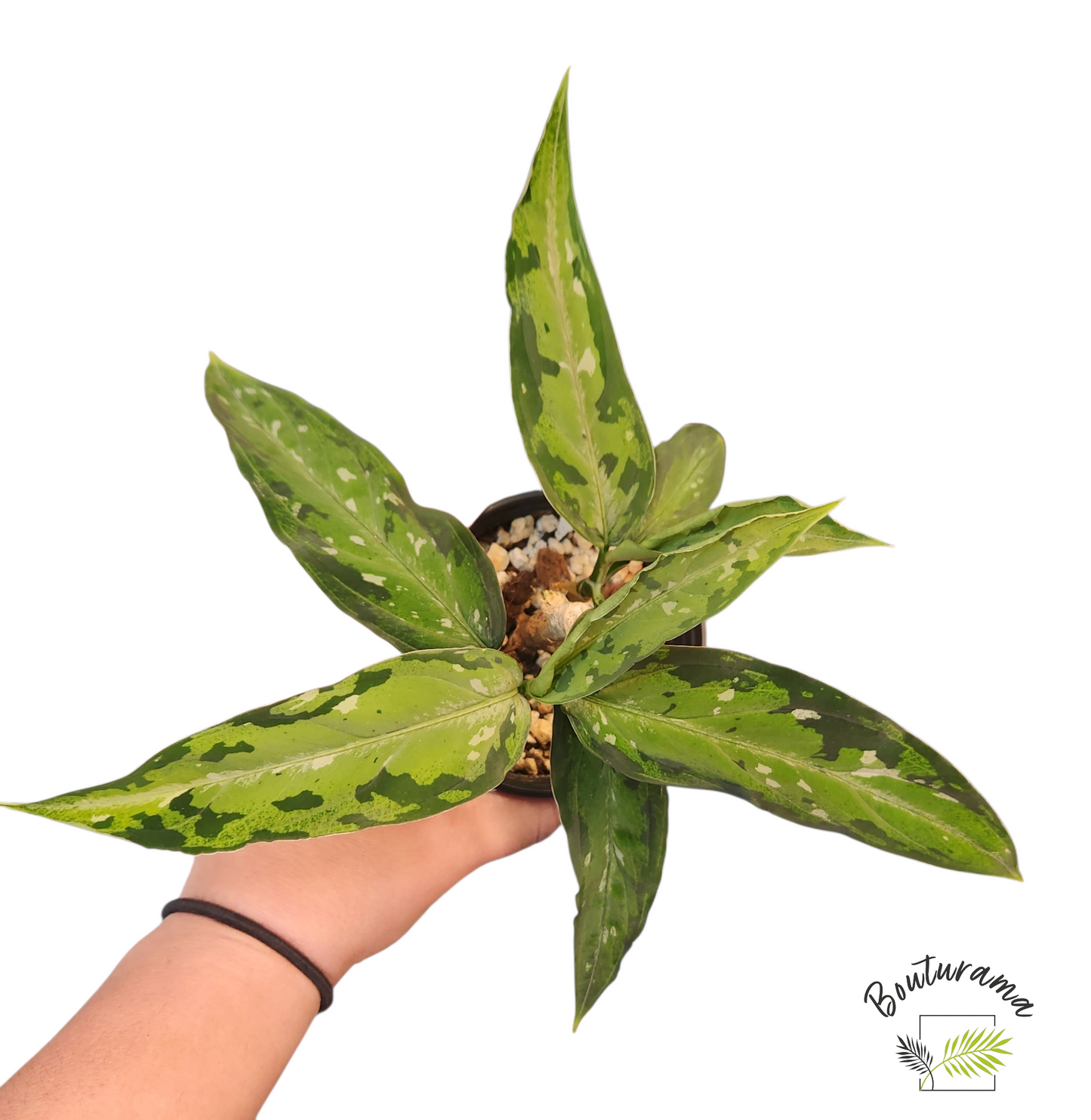 Aglaonema Pictum Tricolor