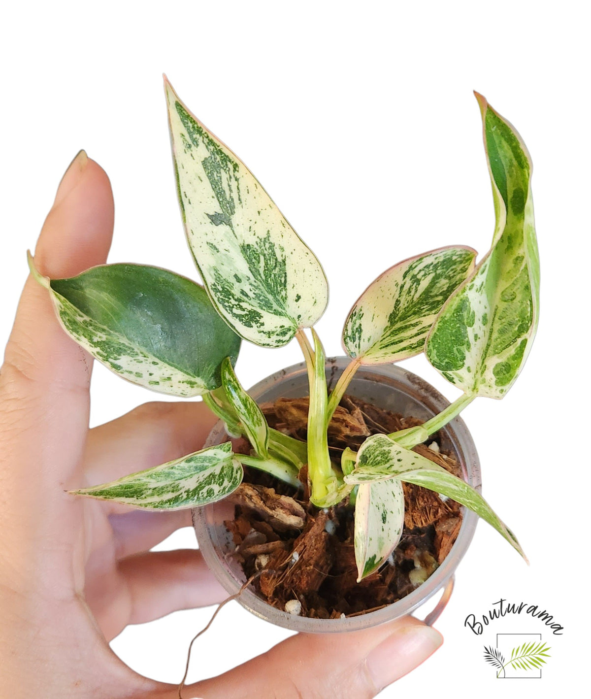 Philodendron Emerald Ice Variegata