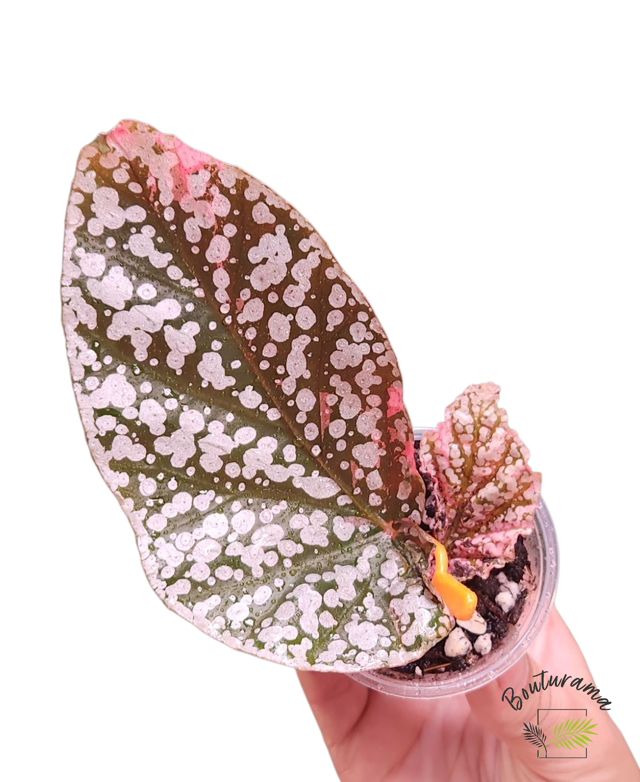 Begonia Snowcapped Variegata
