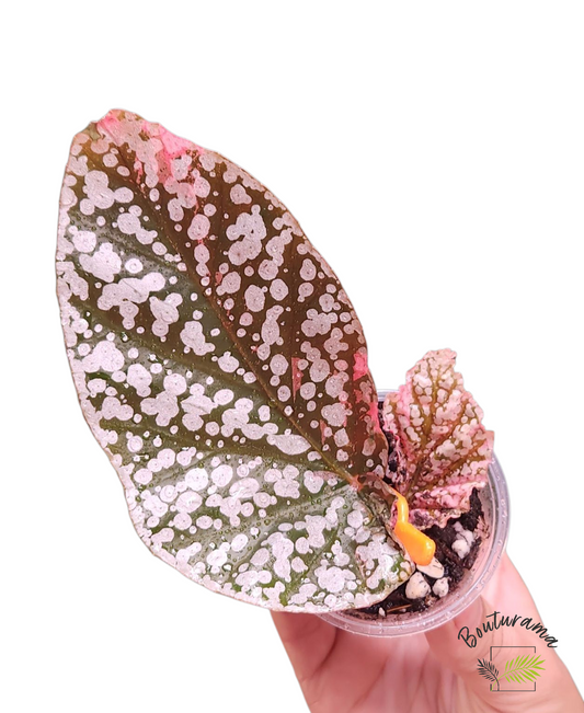 Begonia Snowcapped Variegata