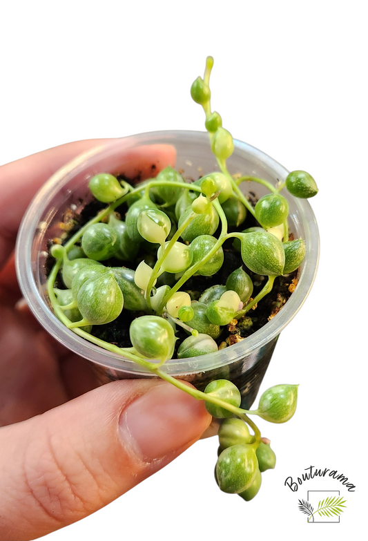 Chaine de perles Variegata