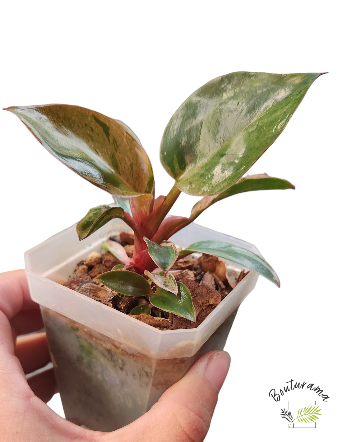 Philodendron Red Congo Dwarf Mint Variegated