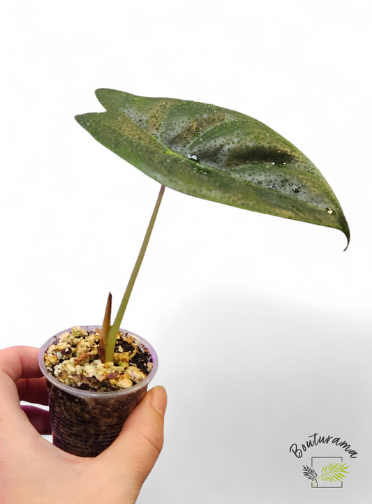 Alocasia Golden Bone