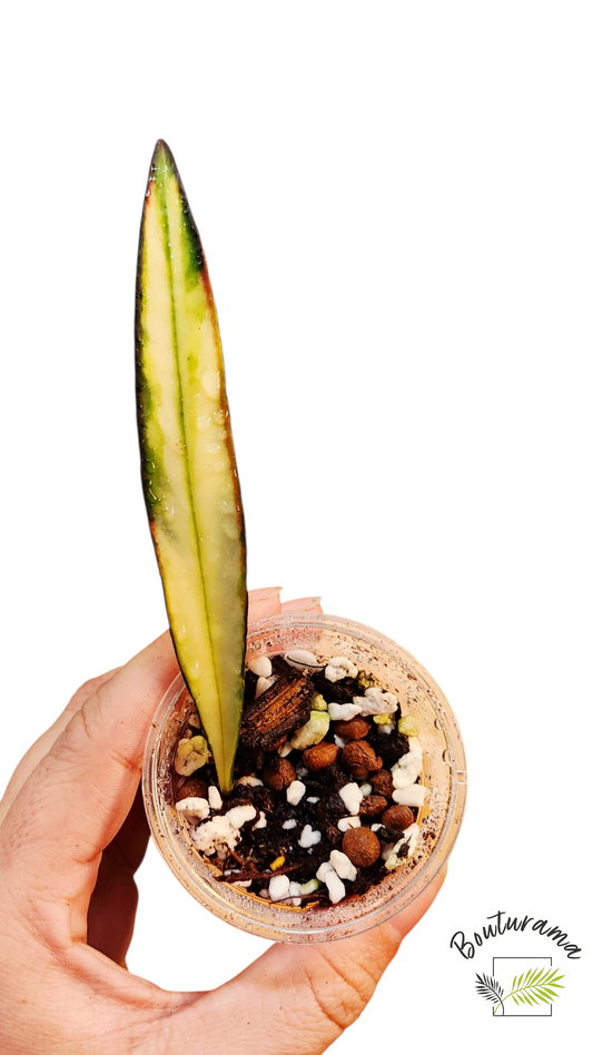 Hoya Kentiana Variegata