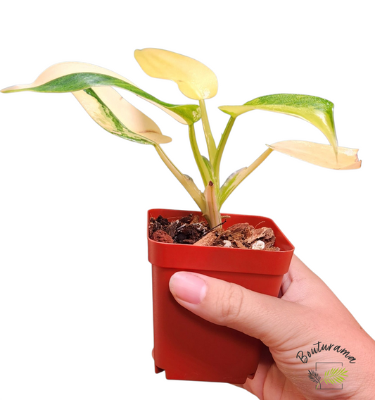 Philodendron Domesticum Variegata