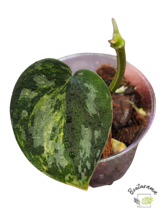 Scindapsus Apolaki