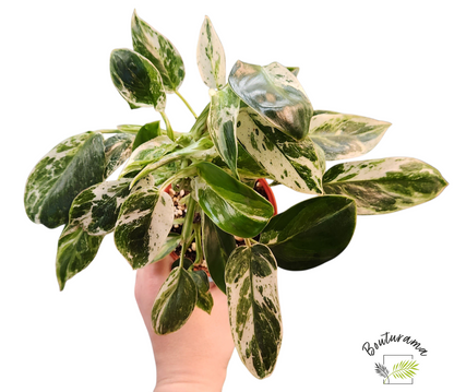 Philodendron Emerald Ice Variegata