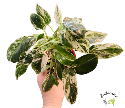 Philodendron Emerald Ice Variegated