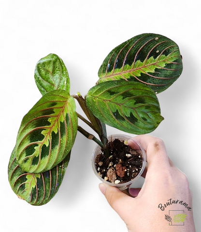 Maranta Leuconeura Erythroneura (Rouge)