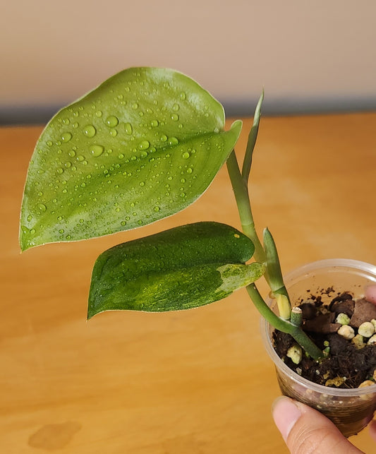 Scindapsus Jade Satin Mint