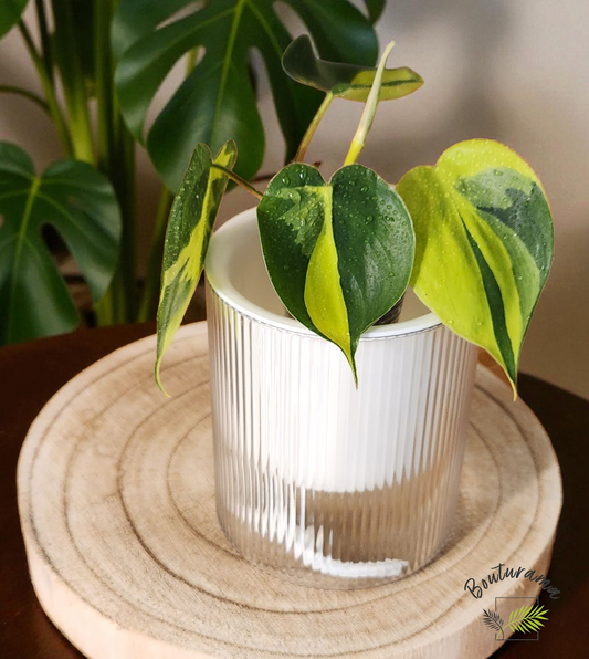 3-inch self-watering pot