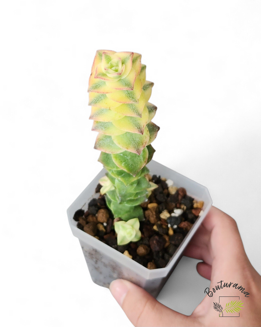 Crassula Perforata Variegata