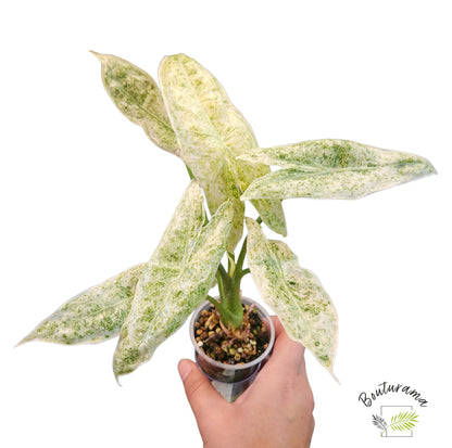 Alocasia Longiloba Mint