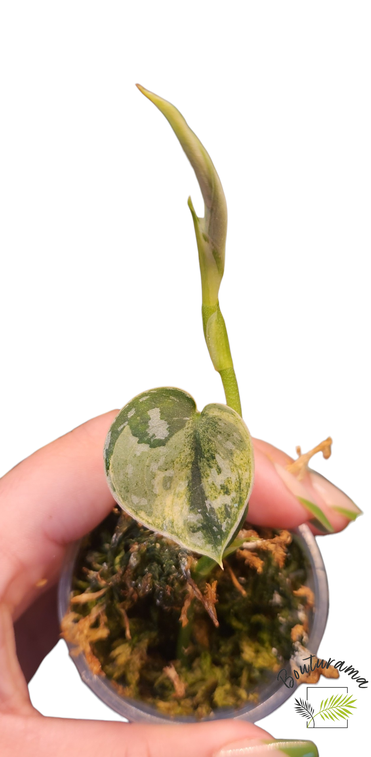 Scindapsus Mayari