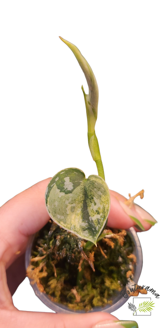 Scindapsus Mayari