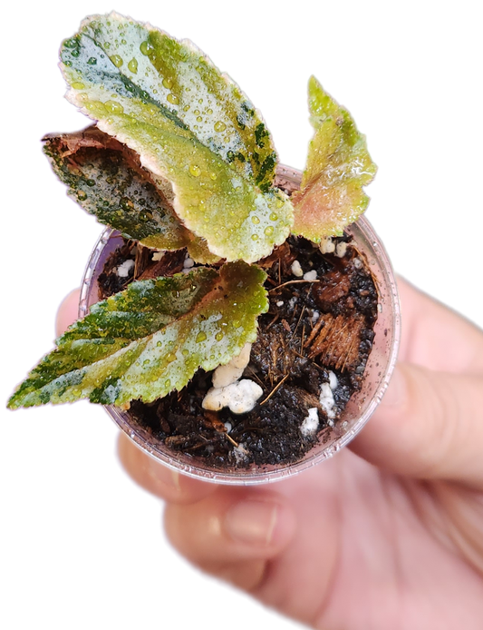 Begonia Galaxy