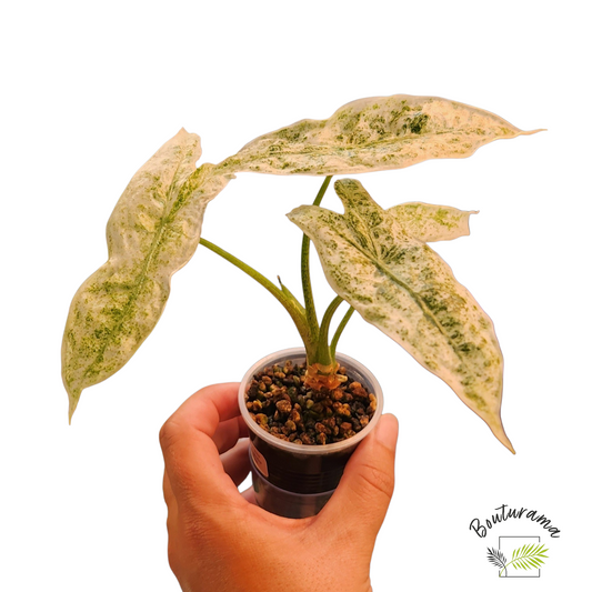Alocasia Longiloba Mint
