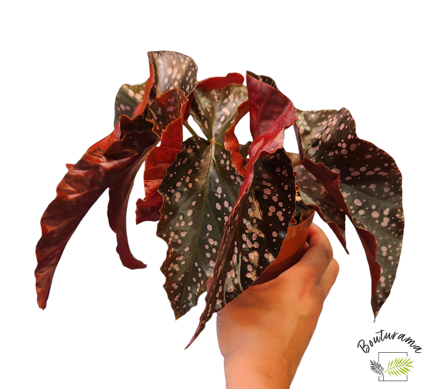 Begonia Cracklin Rosie
