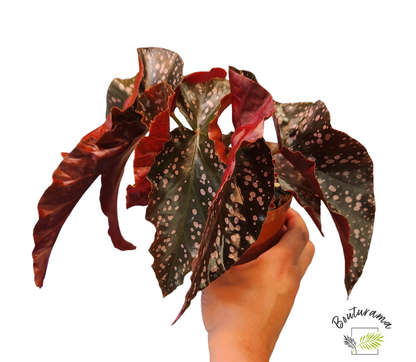 Begonia Cracklin Rosie