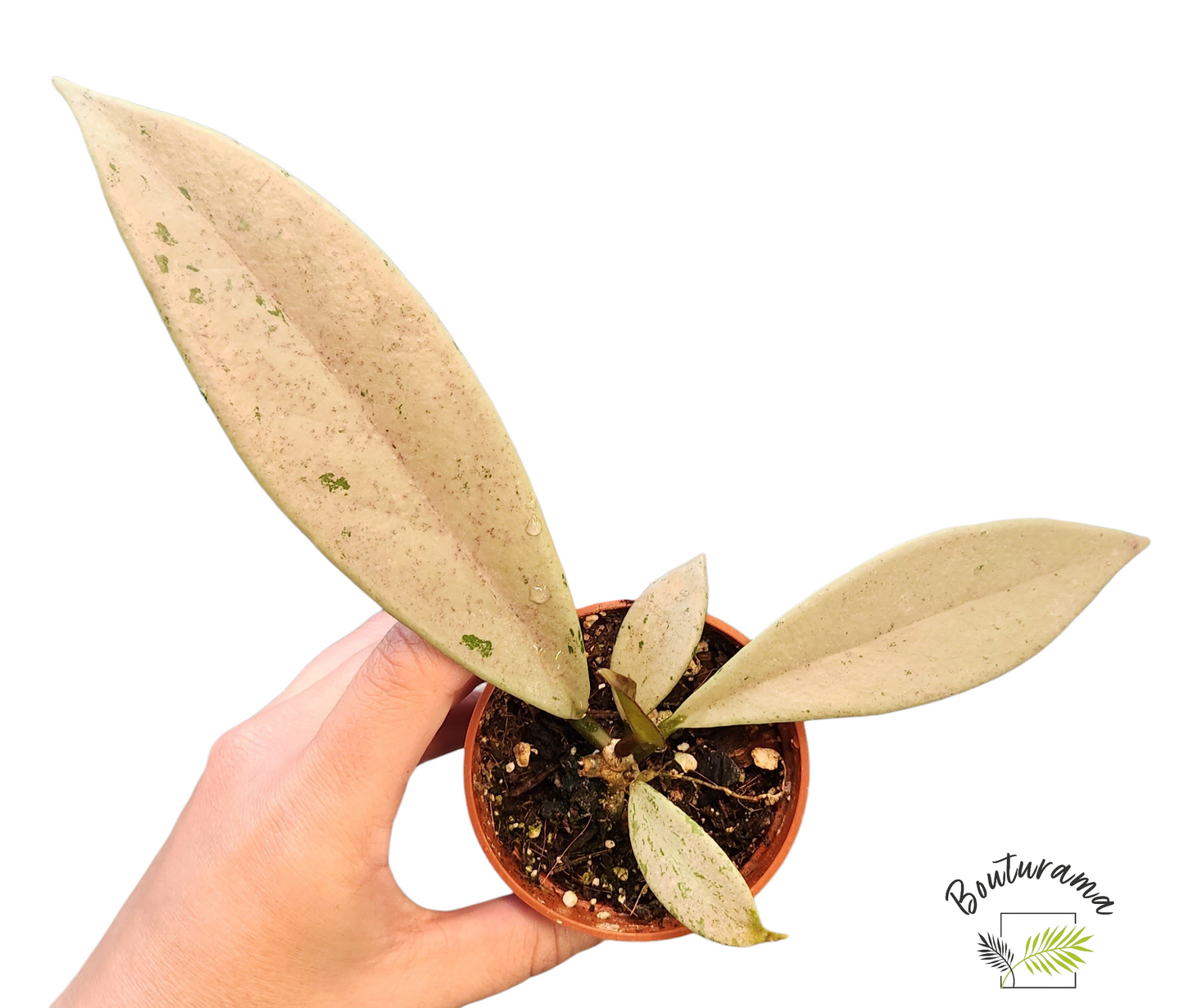Hoya Publicalyx "Pink Silver Ghost "