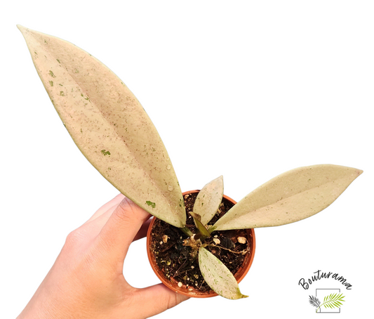 Hoya Publicalyx "Pink Silver Ghost "