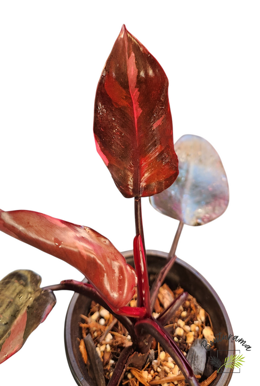 Philodendron Pink Princess