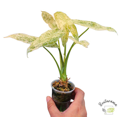 Alocasia Longiloba Mint