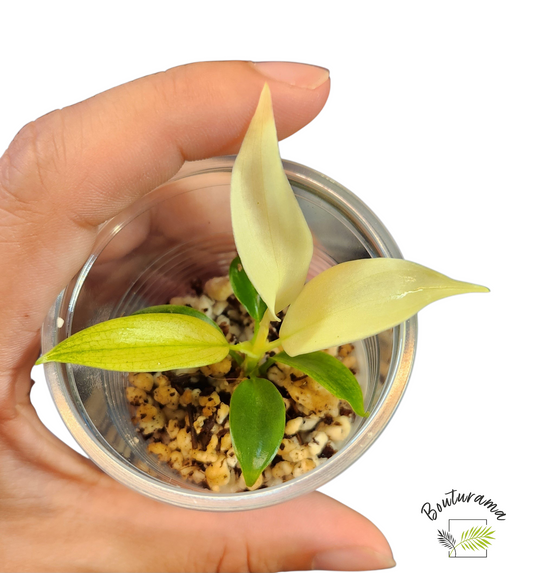 Philodendron Florida Ghost
