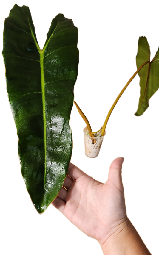 Philodendron Billietiae