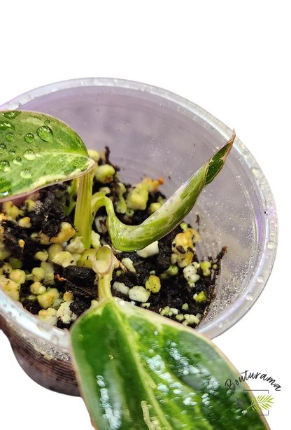 Philodendron Emerald Ice Aurea variegated