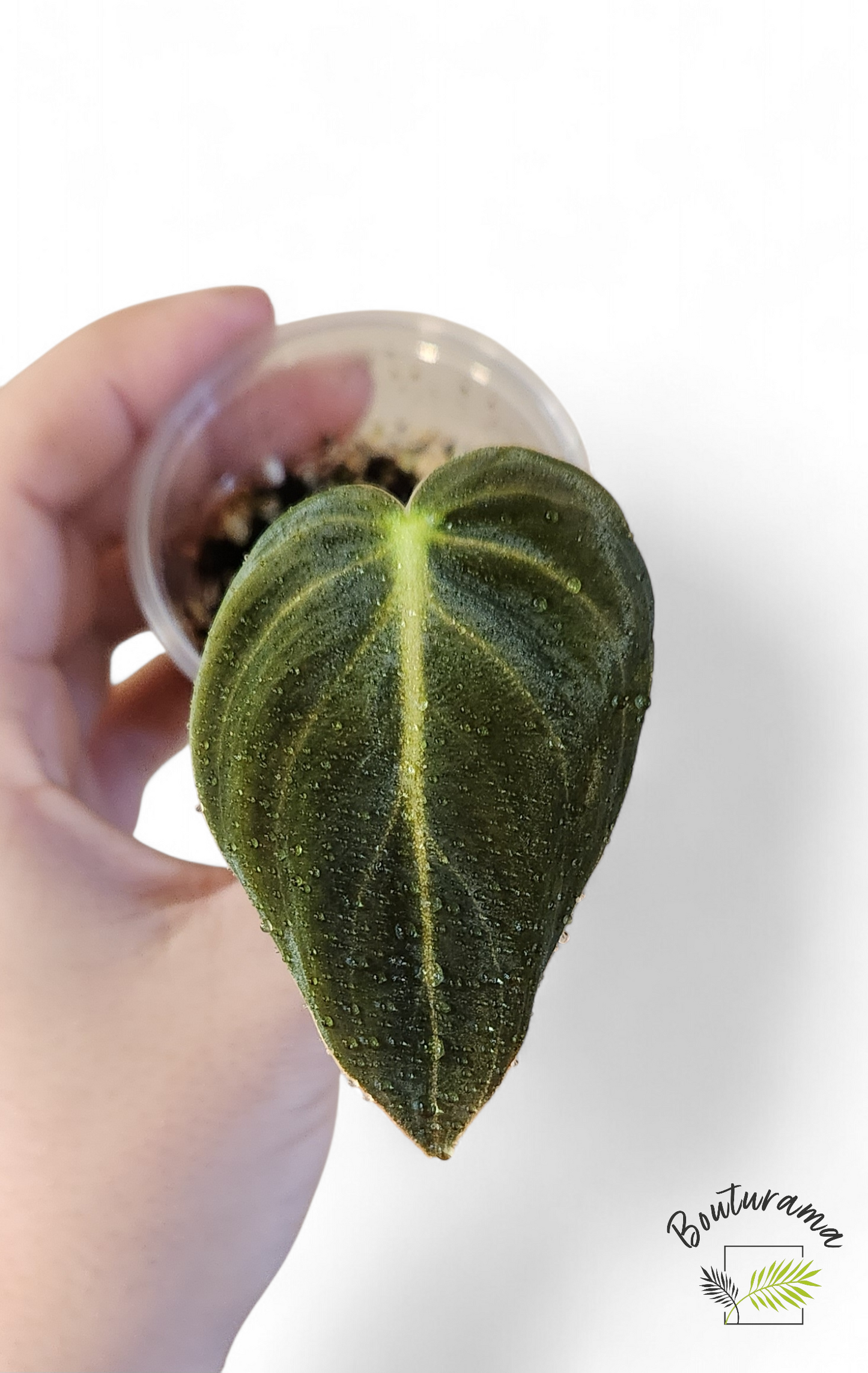 Philodendron Melanochrysum