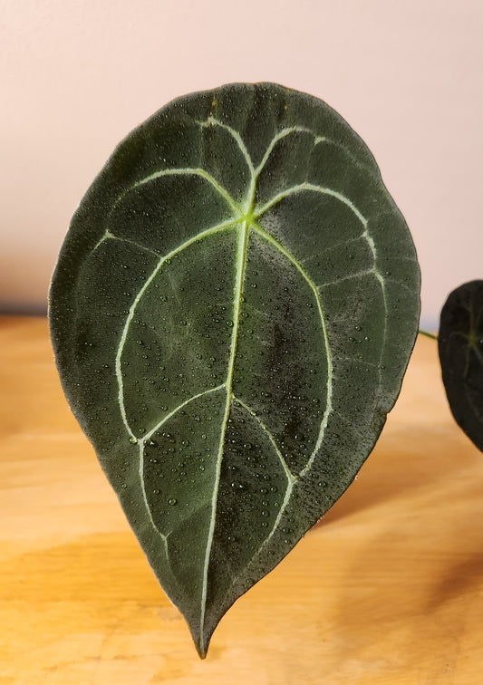 Anthurium (forgetti x luxurians) x papillilaminum