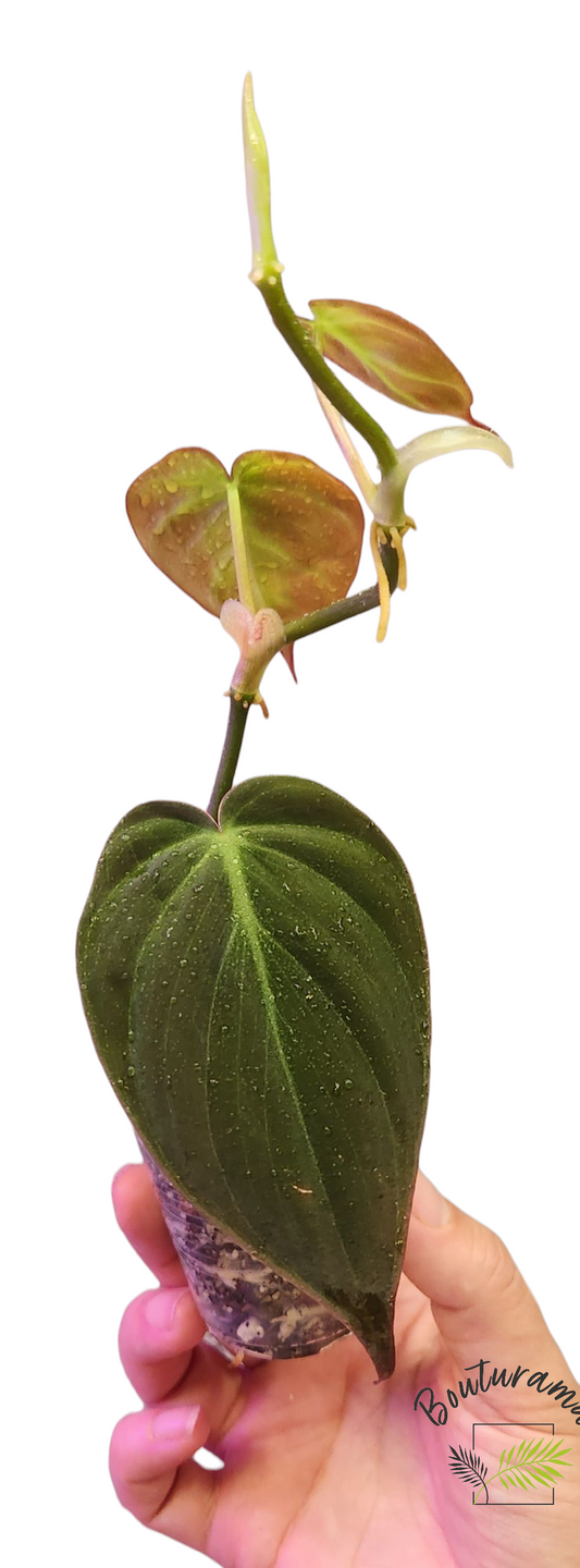 Philodendron Micans Pink variegated- Possible Revert