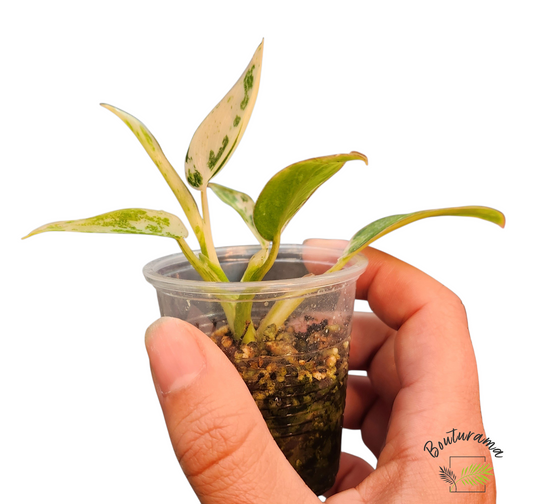 Philodendron Emerald Ice Variegata